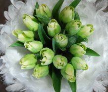 Tulipány v péřovém hávu