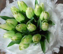 Tulipány v péřovém hávu