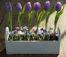 Fialové tulipány v krabici