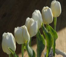 Bílé tulipány v krabici