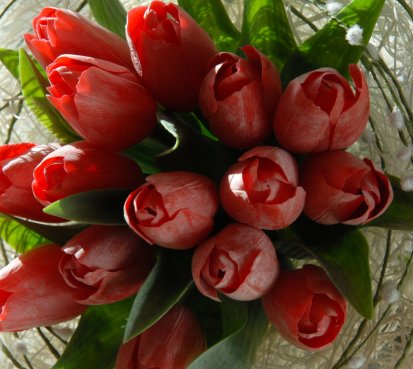 Červené tulipány