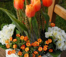 aaJarní dekorace s tulipány - rezervace!