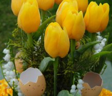 Dekorace s tulipány do žluta