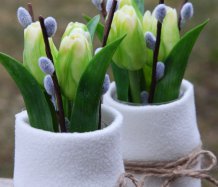 Jarní zachumlané tulipánky