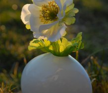 Vázička s anemonkou