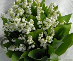 Konvalinková svatba