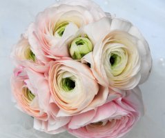 Jarní svatba v růžové