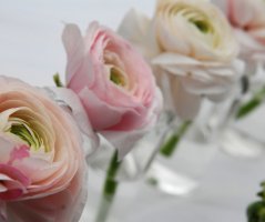 Jarní svatba v růžové