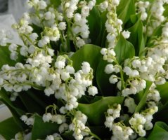 Konvalinková svatba