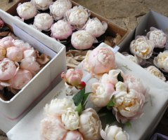 Růžová pivoňková svatba