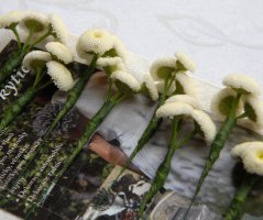 Svatba v Panenském Týnci