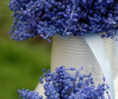 Modřencová venkovská svatba