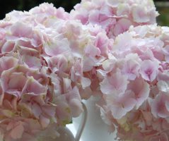 Svatba u zříceniny hradu Zvířetice