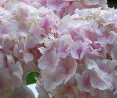 Svatba u zříceniny hradu Zvířetice