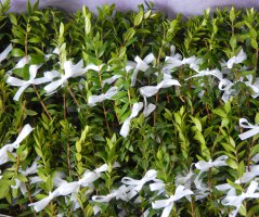 Levandulová svatba v Botanice