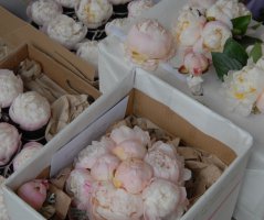 Růžová pivoňková svatba