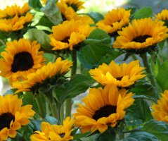 Svatba v kostelíčku Sv.Ondřeje