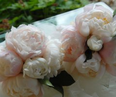 Růžová pivoňková svatba