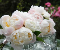 Růžová pivoňková svatba