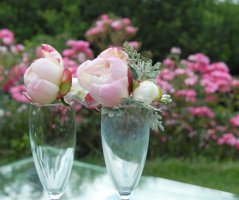 Růžová pivoňková svatba