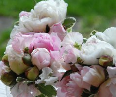 Svatba u zříceniny hradu Zvířetice