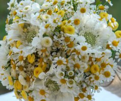 Letní svatba na louce