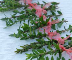 Svatba v barvě korálu