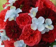 Svatbička "Peprmintka"