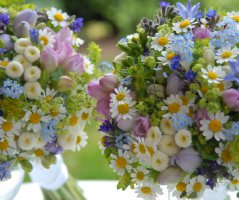 Pomněnková luční