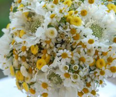 Letní svatba na louce