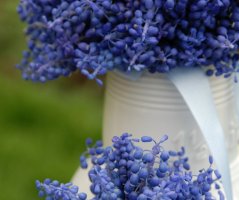 Modřencová nálada