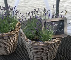 Vůně levandule a Vltavy