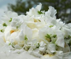 Pivoňková v Chateau ST.Havel