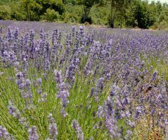 V levandulovém poli