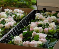 Konvalinková svatba na zámku Trnová