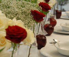 Pro milovníky tulipánů