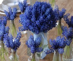 Modřencová nálada