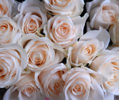 Svatba na zámku Mitrowicz