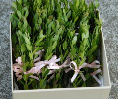 Svatba ve Villa Voyta