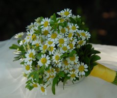 Slunečnicová svatba na Okoři