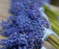 Modřencová nálada