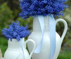 Modřencová nálada