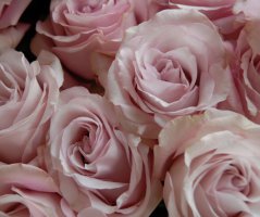 Svatba na zámku Mitrowicz