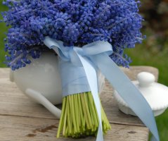 Modřencová nálada