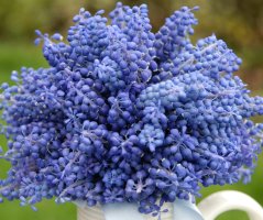 Modřencová nálada