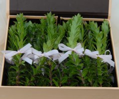 Letní luční svatba