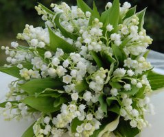 Konvalinková svatba na zámku Trnová