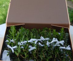 Chateau "Kravín" - pivoňková svatba