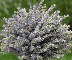 Pro milovníky Francie